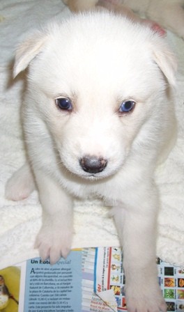 Por si os interesa o sabéis de alguien que le pueda interesar:

NECESITAMOS ACOGIDA URGENTE PARA QUE NO SEAN SACRIFICADOS

SON 11 BEBÉS HUSKY SIBERIANO DE MES Y MEDIO

POR FAVOR, REENVIAR


Dra. Minerva Gutiérrez Fides
TL 686934359